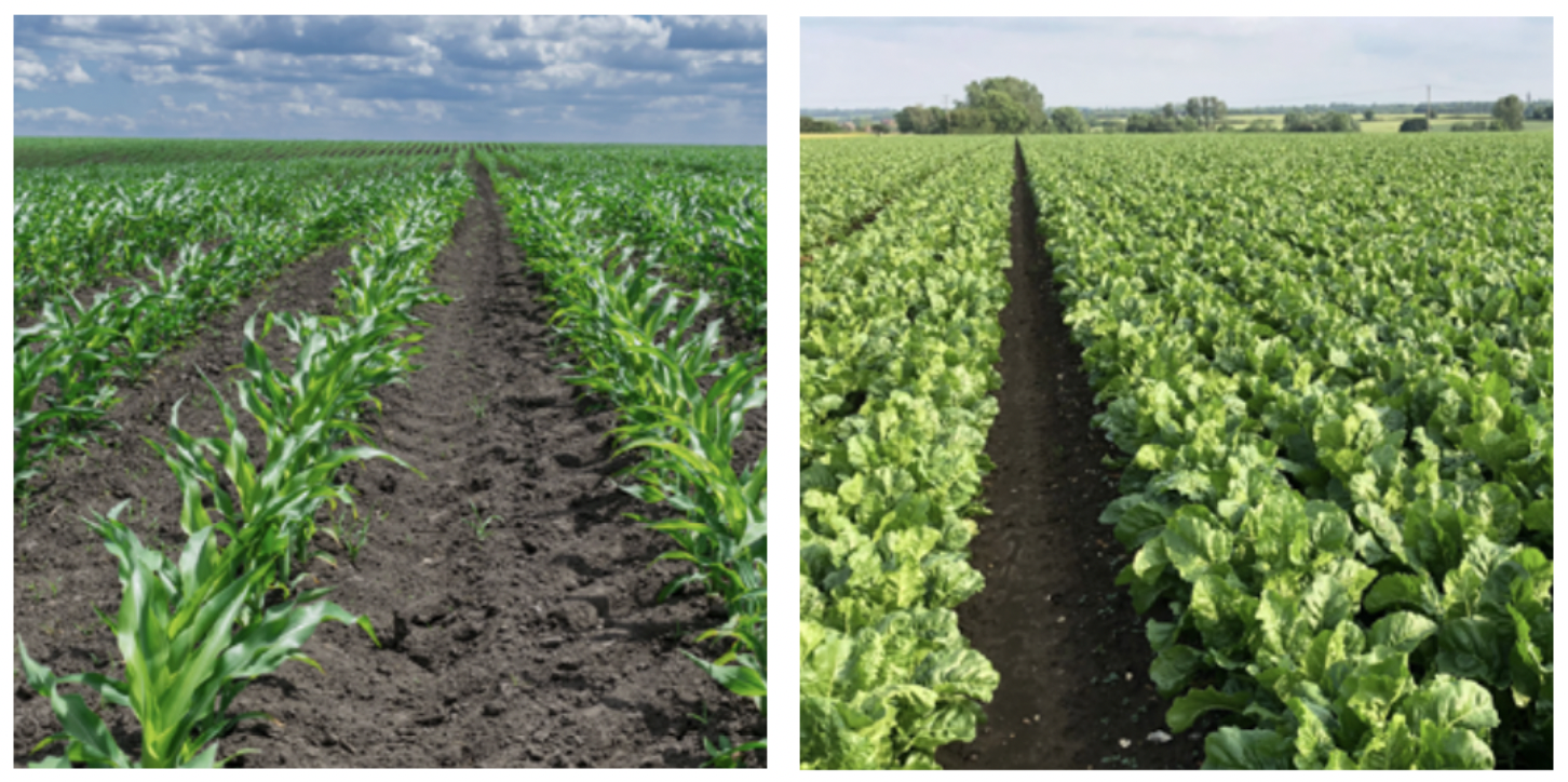 graintech strip till field